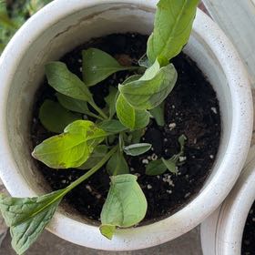 Photo of the plant species Chinese Forget-Me-Not by @ChosenMint36 named Coco on Greg, the plant care app