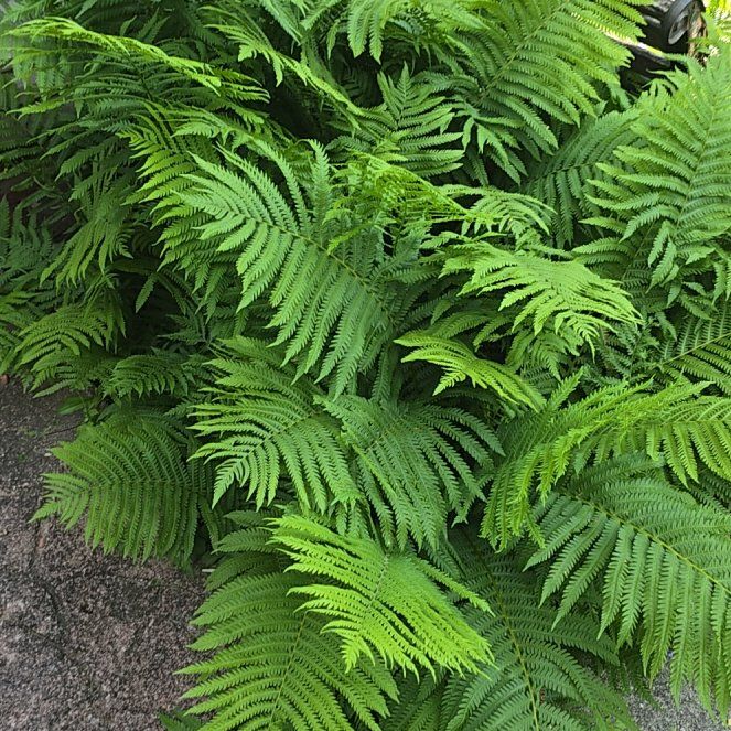 Photo of the plant species Matteuccia by @UberSoftcane62 named Rosa on Greg, the plant care app