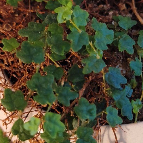 Photo of the plant species Kenilworth Ivy by @SteadyMira67 named Forrest on Greg, the plant care app