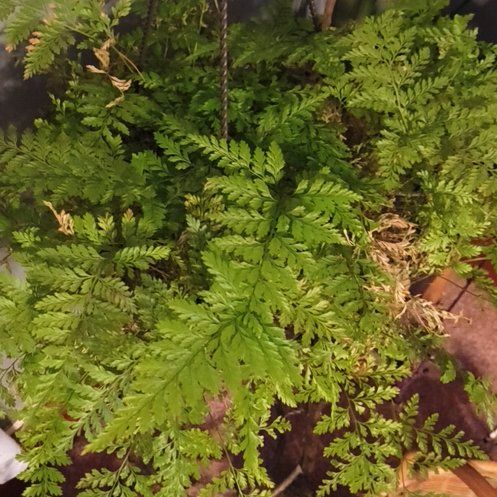 Photo of the plant species Hen and Chicken Fern by @SteadyMira67 named Sanders on Greg, the plant care app