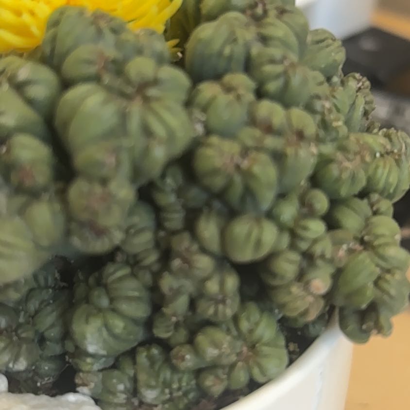 Photo of the plant species Ming Thing Cactus by @DashingMiro28 named Awesome gift from CDE on Greg, the plant care app