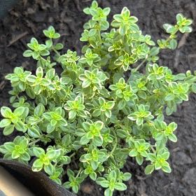 Photo of the plant species Lemon Thyme 'Gold Edge' by @TopTimeout82 named Austen on Greg, the plant care app