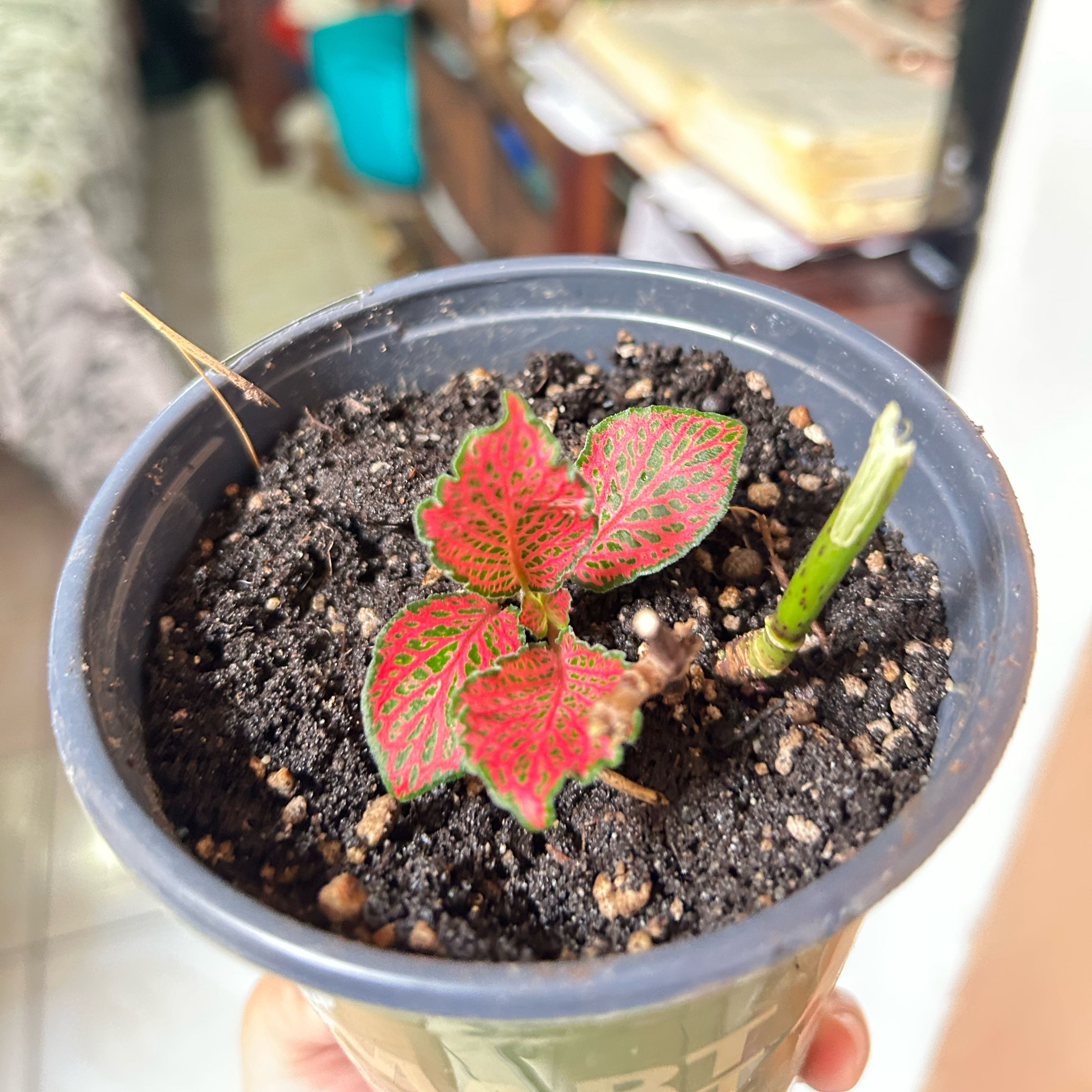 Photo of the plant species Ivy Geranium by @RobustSmearwort named Gates on Greg, the plant care app