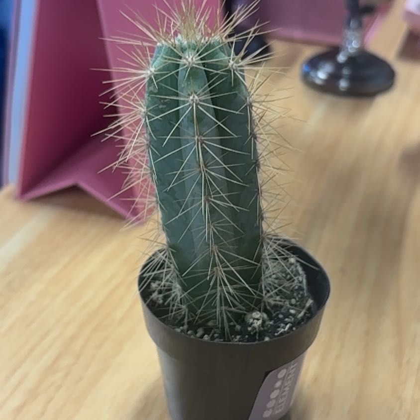 Photo of the plant species Pilosocereus Azureus by @RadCapemay68 named Osmo on Greg, the plant care app