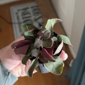 Photo of the plant species Crassula multicava 'Bleeding Heart' by @HighFicus38 named Gomez on Greg, the plant care app