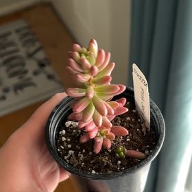 Photo of the plant species Aurora Pink Jelly Bean by @HighFicus38 named Wall-E on Greg, the plant care app