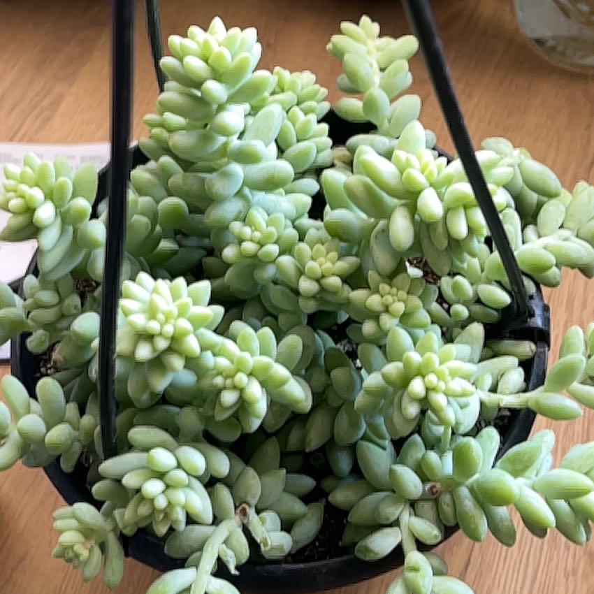 Photo of the plant species Donkey Tail by @FineElkweed67 named Momo on Greg, the plant care app