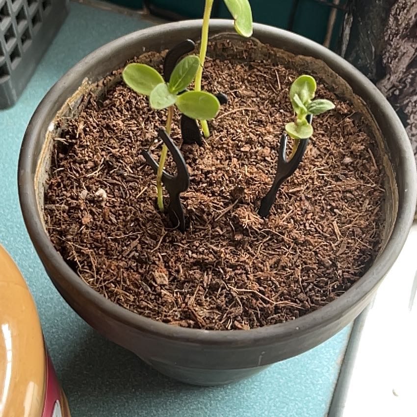 Photo of the plant species Dwarf Sunflower 'Bambino' by @HotSalad77 named Duke on Greg, the plant care app