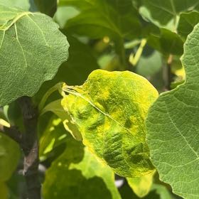 Photo of the plant species Brown Turkey Fig by @PetMystax57 named Orwell on Greg, the plant care app