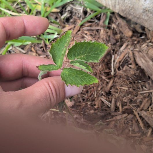 Photo of the plant species Blackberry by @HotPalafoxia63 named Mollie on Greg, the plant care app