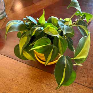 Heartleaf Philodendron plant in Gilbert, Arizona