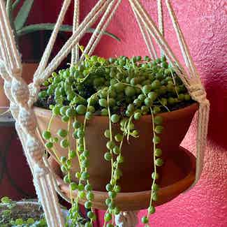 String of Pearls plant in Gilbert, Arizona