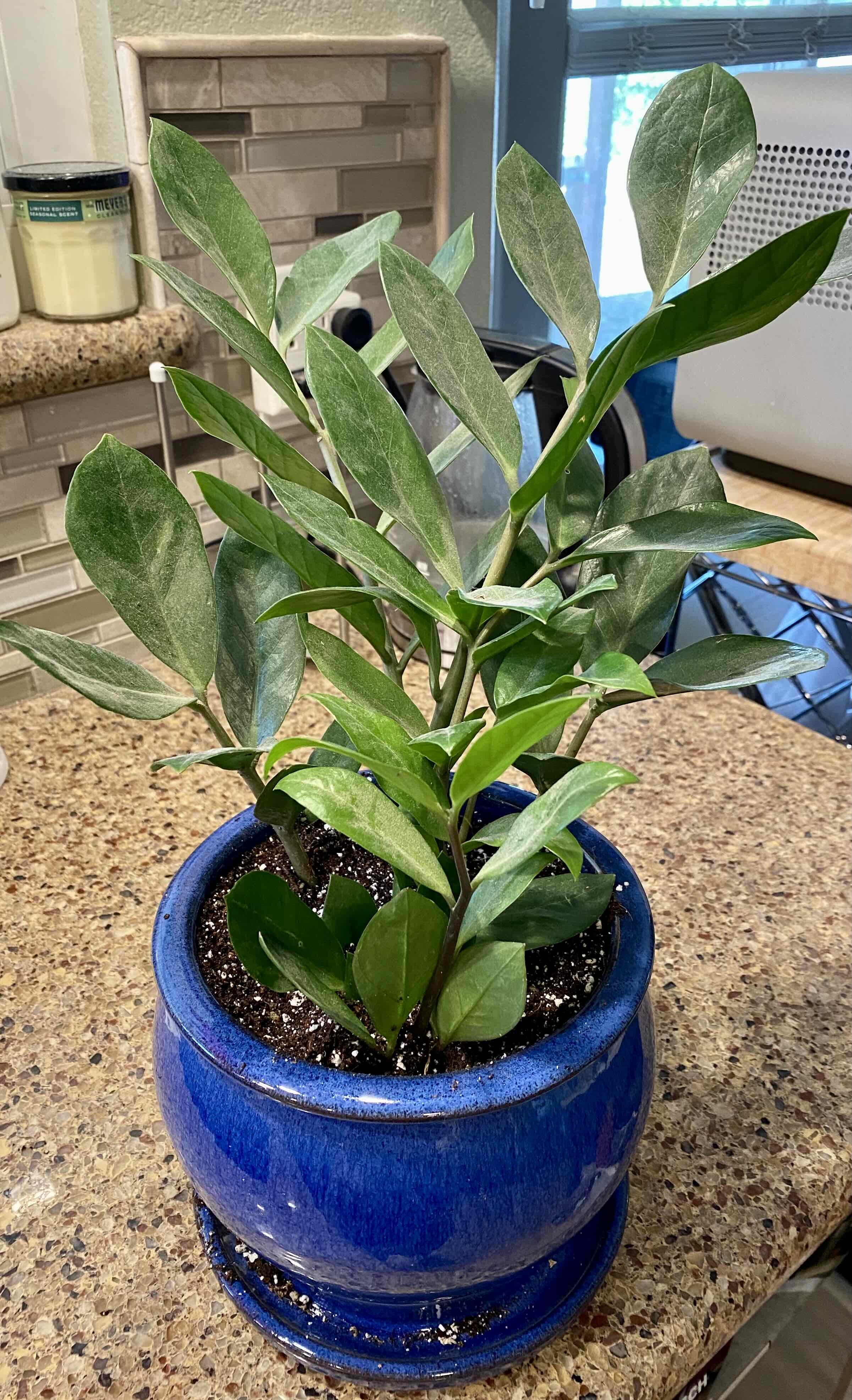 Zamioculcas Zamiifolia plant photo by @TheGoodWench named Pacha on Greg, the plant care app.
