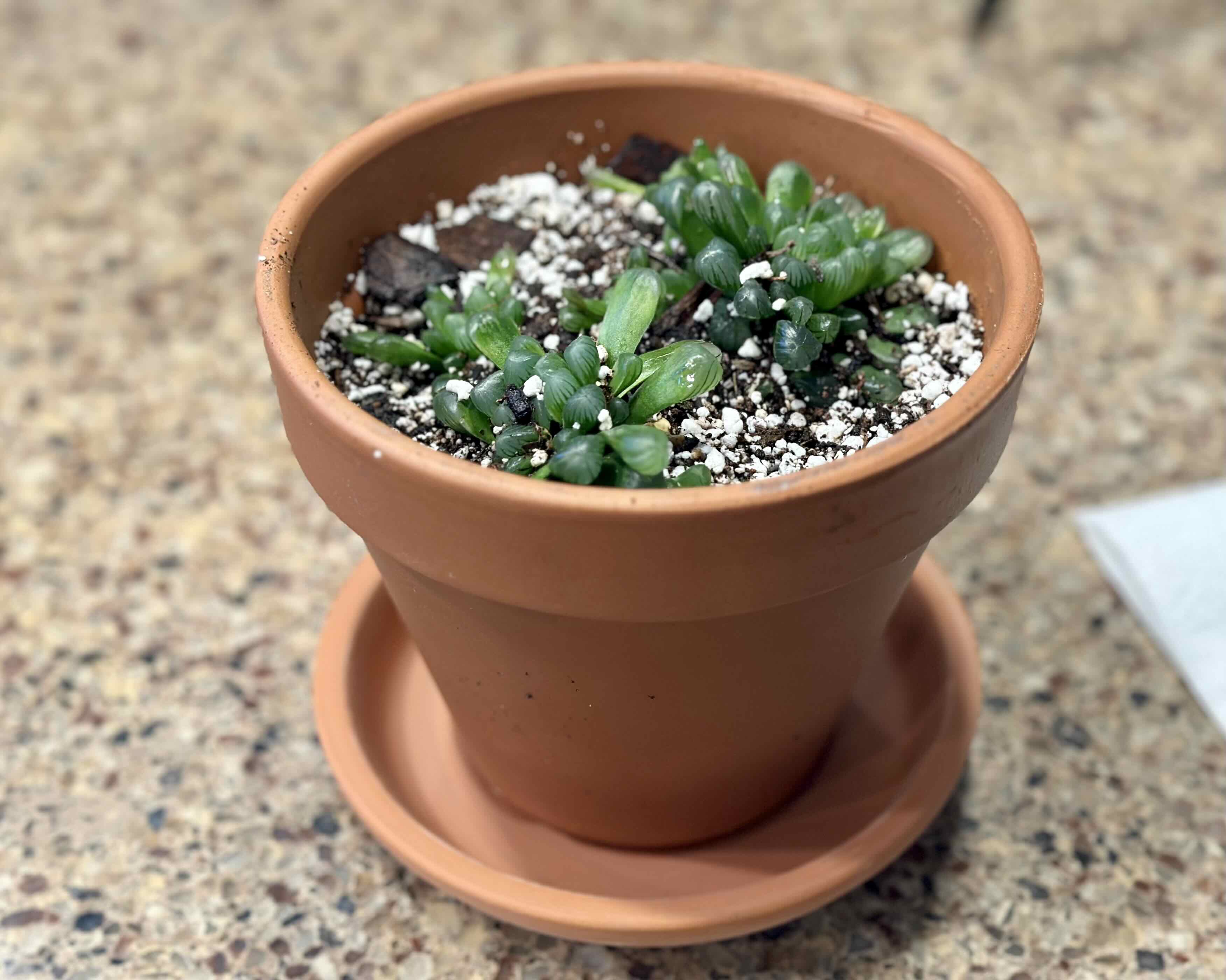 Haworthia cooperi plant photo by @TheGoodWench named Eggsy on Greg, the plant care app.