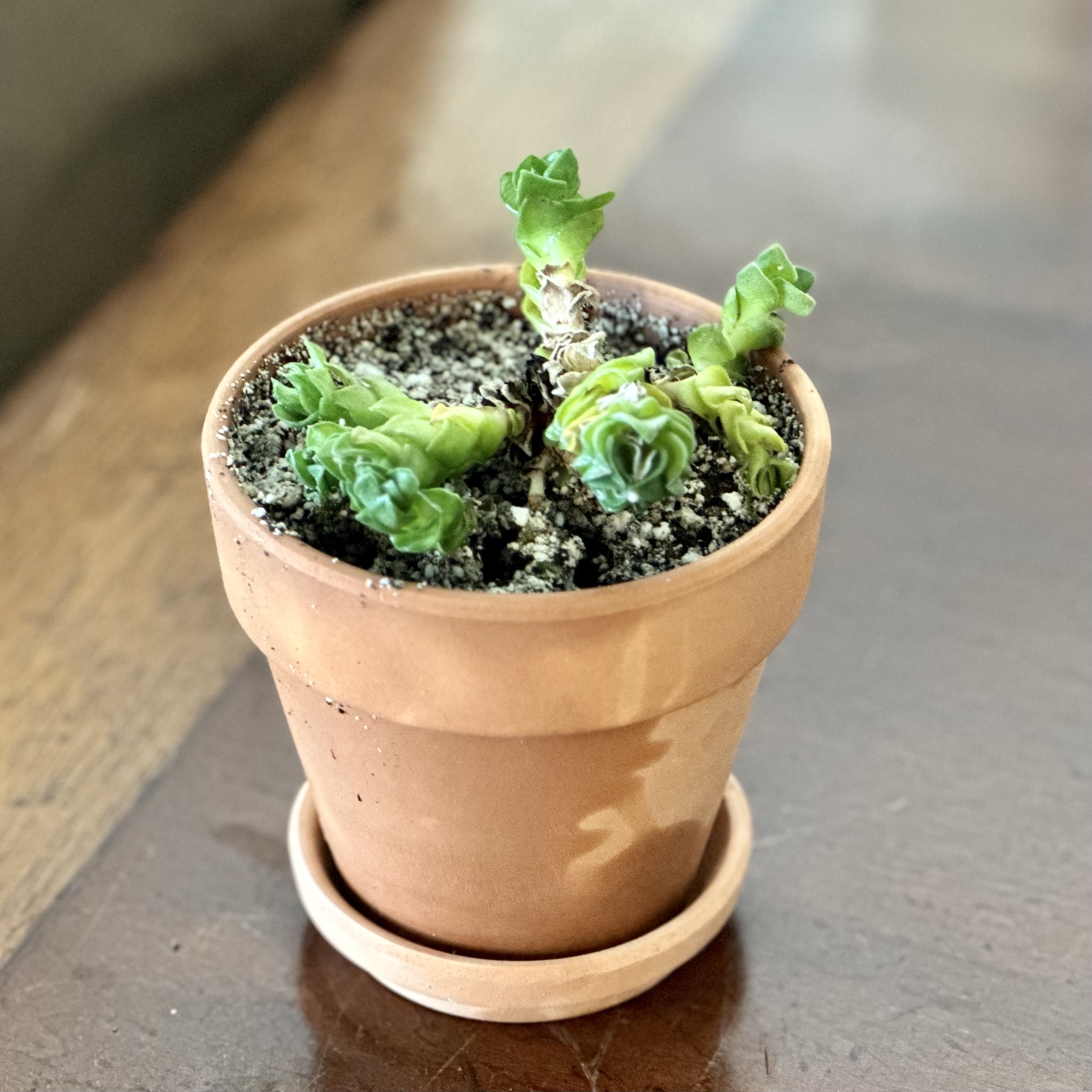 Crassula 'Buddha's Temple' plant in a terracotta pot with some yellowing and browning leaves.