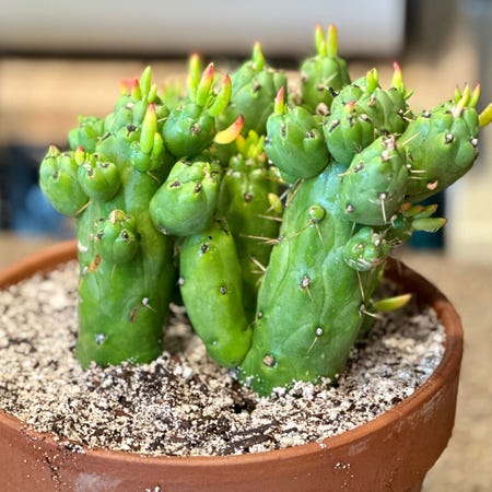 Photo of the plant species Opuntia subulata f. monstrose 'Gumbi' by @TheGoodWench named Stabby McStabberson on Greg, the plant care app