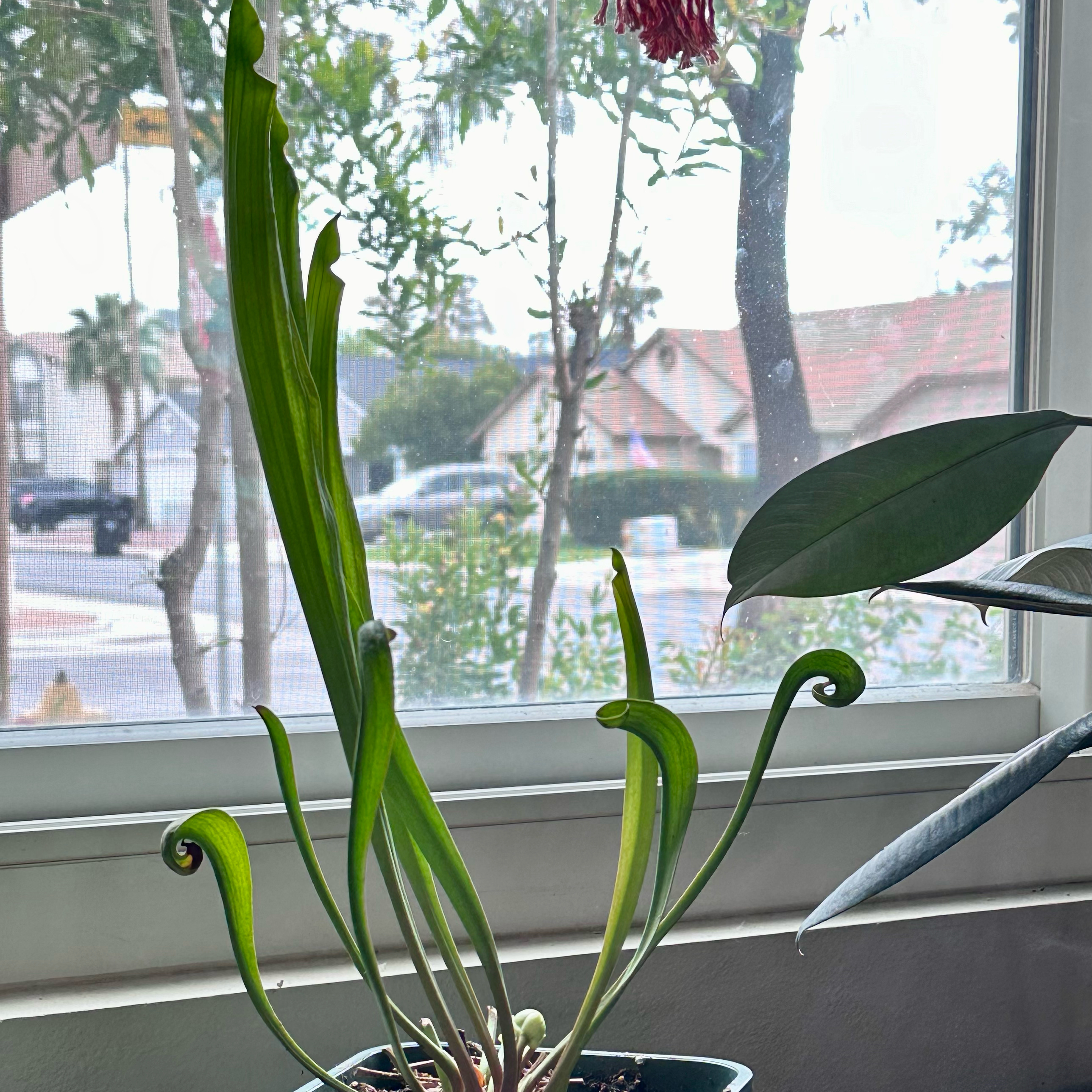 Purple Pitcher Plant on a windowsill with visible soil and healthy green leaves.