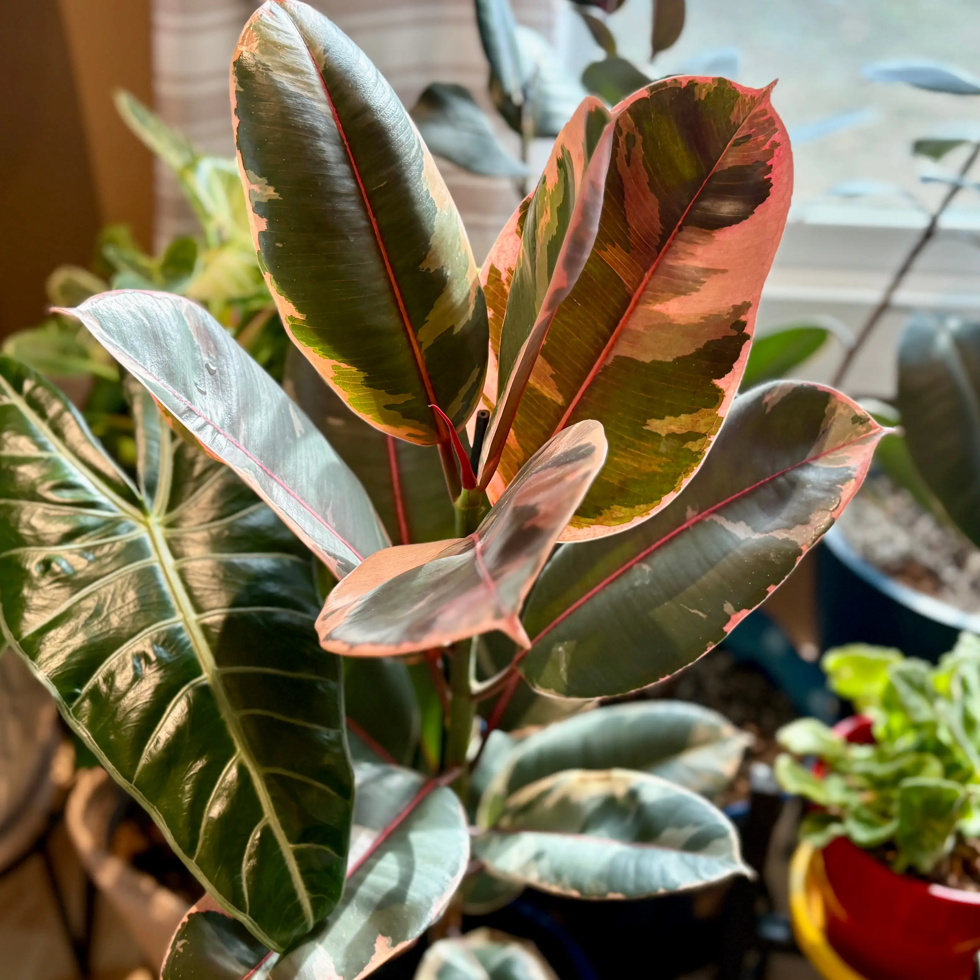 Photo of the plant species Rubber Plant by @TheGoodWench named Lady Peace on Greg, the plant care app