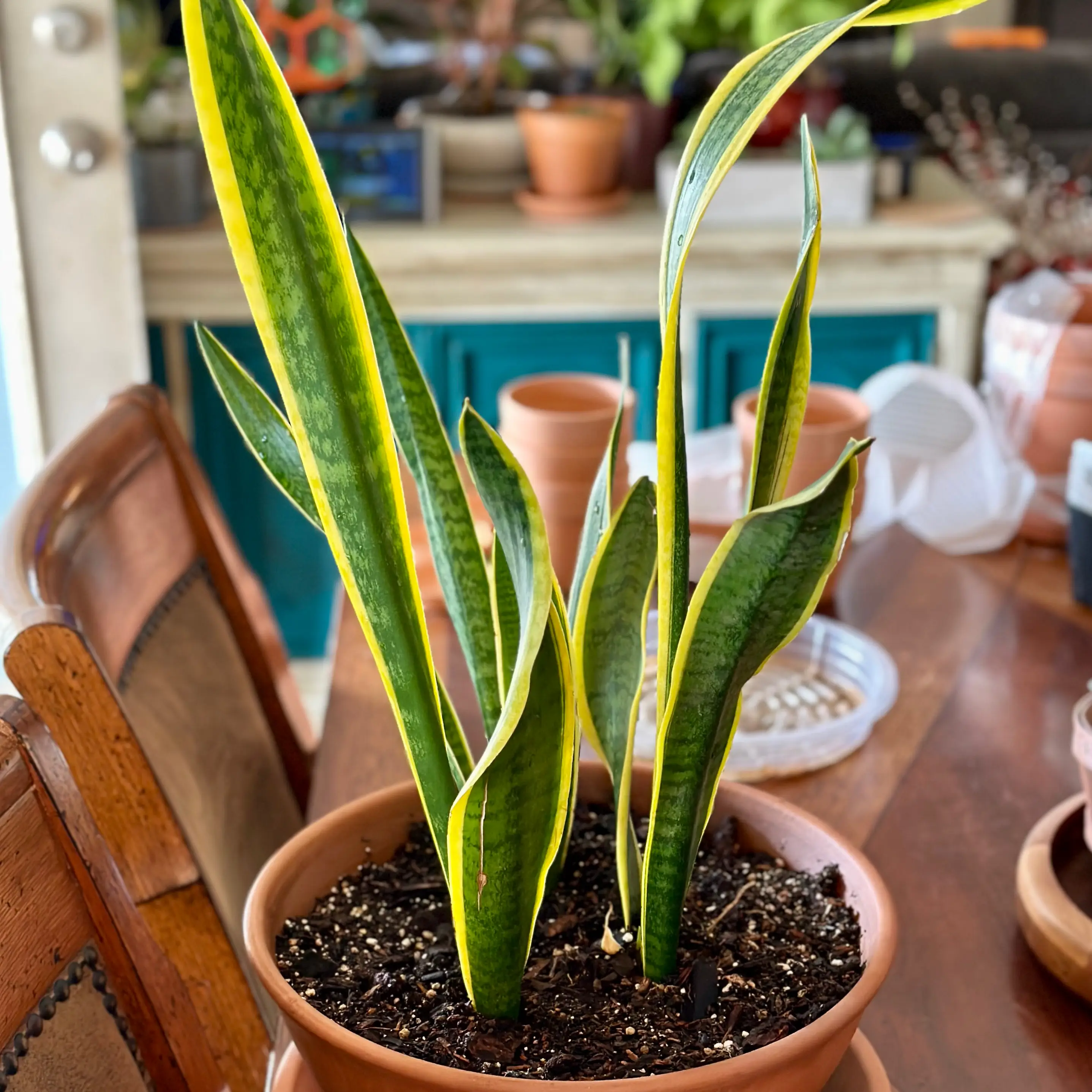 Snake Plant plant photo by @TheGoodWench named Sir Hiss on Greg, the plant care app.