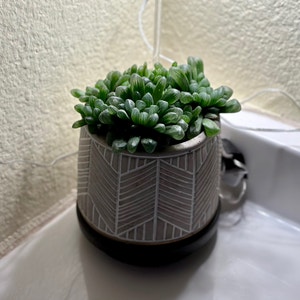 Haworthia Cooperi plant photo by Thegoodwench named Eggsy on Greg, the plant care app.
