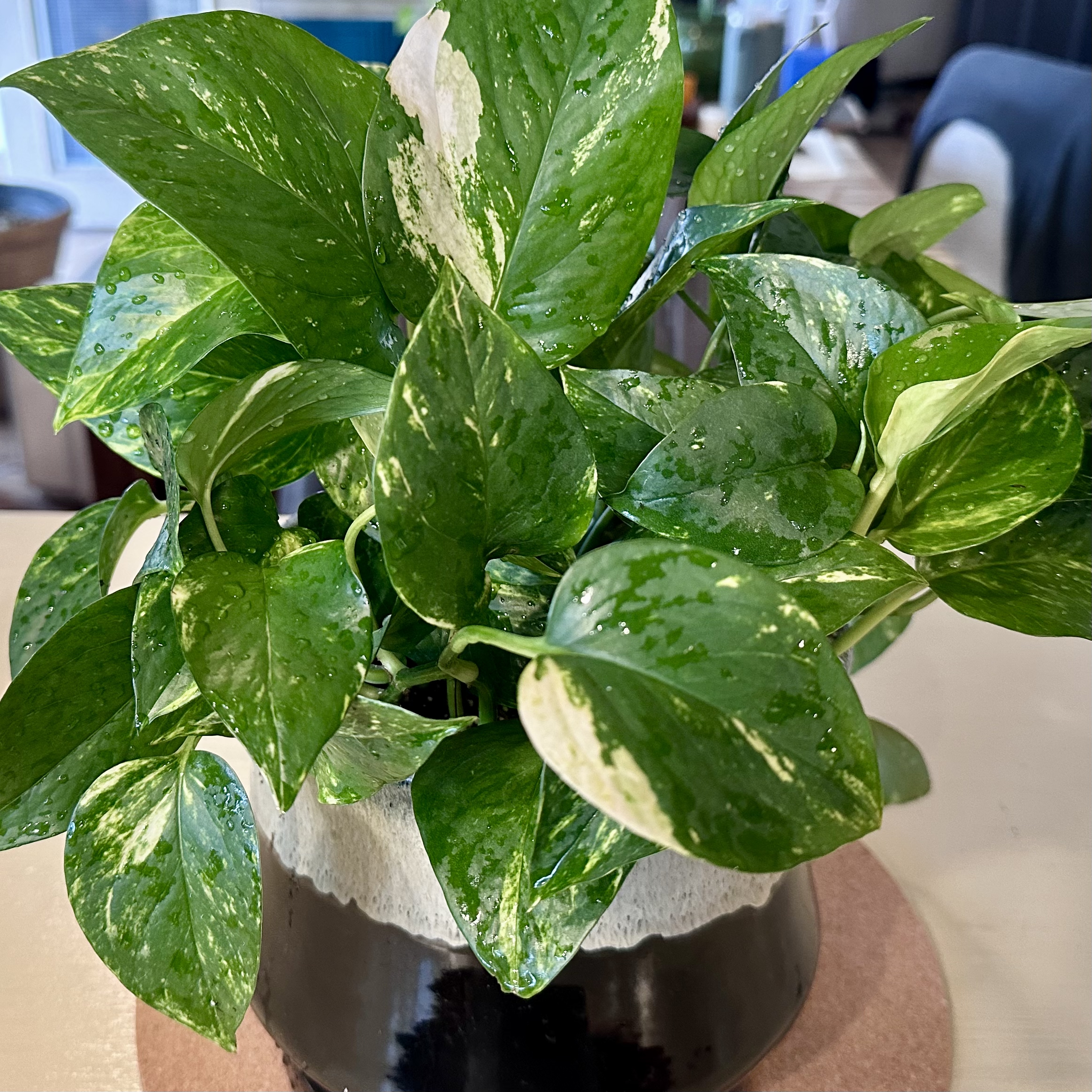 Taro Vine plant photo by @TheGoodWench named Mabel on Greg, the plant care app.
