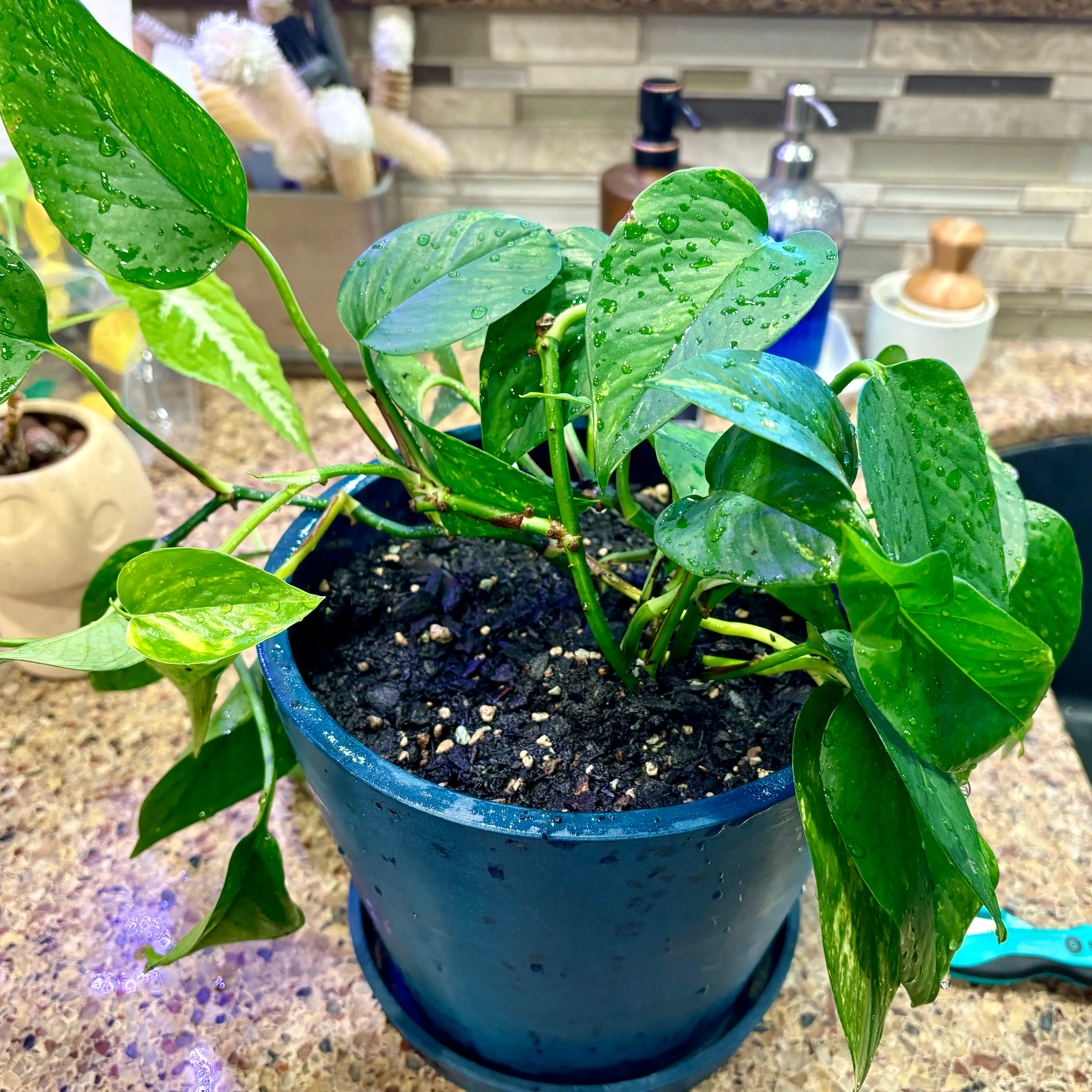 Taro Vine plant photo by @TheGoodWench named Hadley on Greg, the plant care app.