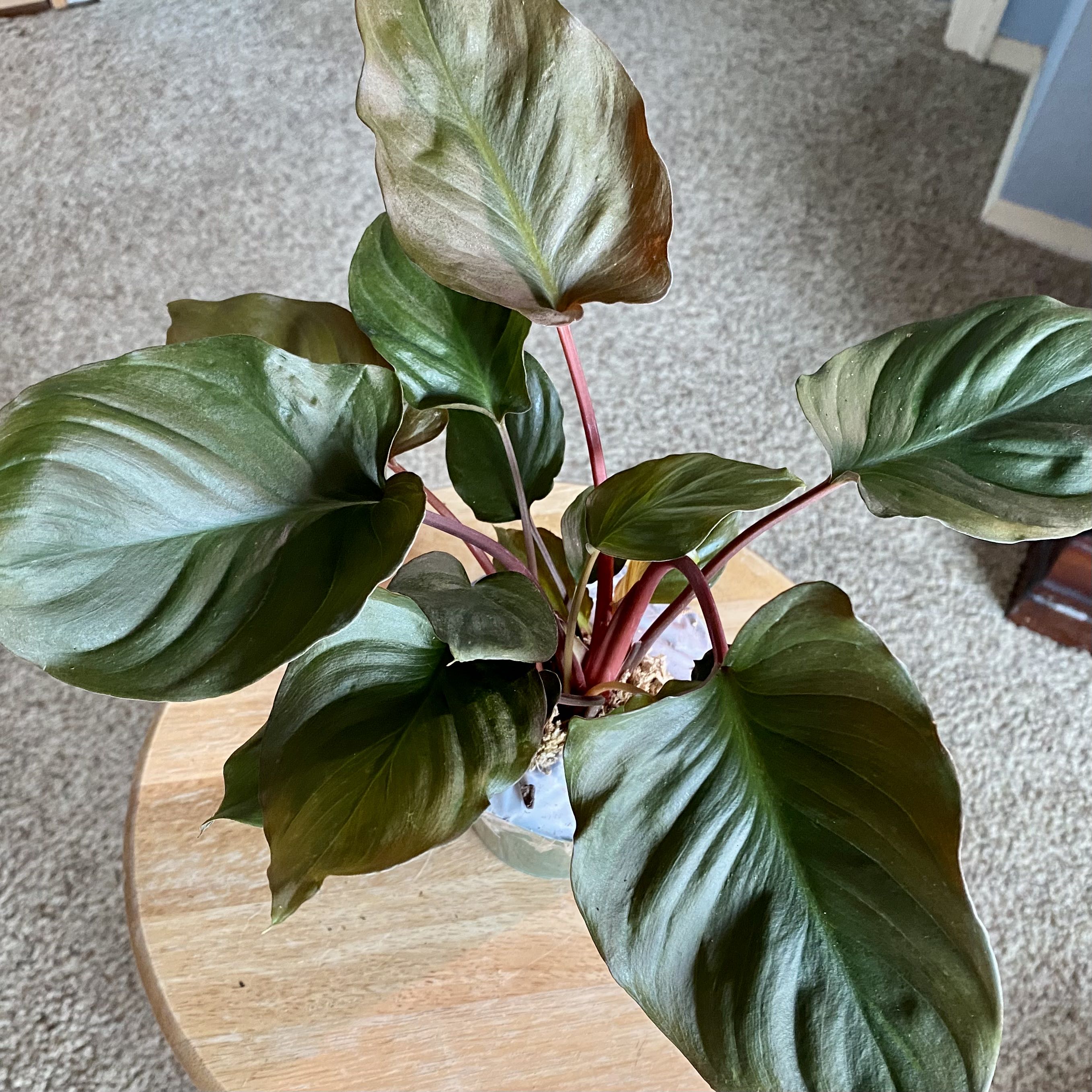 Homalomena Maggy plant with broad, dark green leaves, well-framed and centered.
