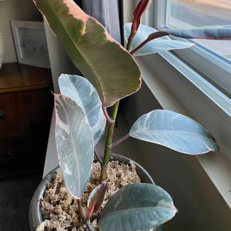Variegated Rubber Tree plant in Gilbert, Arizona