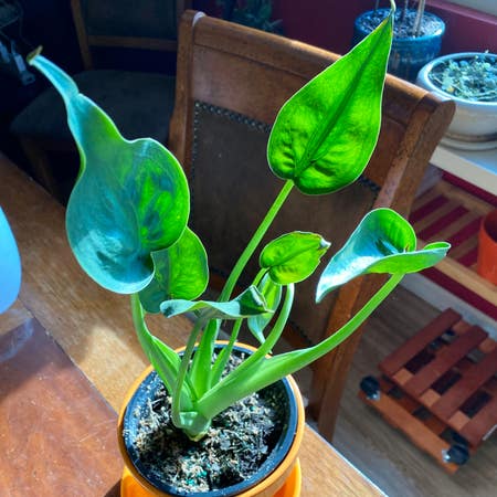 Photo of the plant species Alocasia 'Tiny Dancers' by Thegoodwench named Sugarplum on Greg, the plant care app