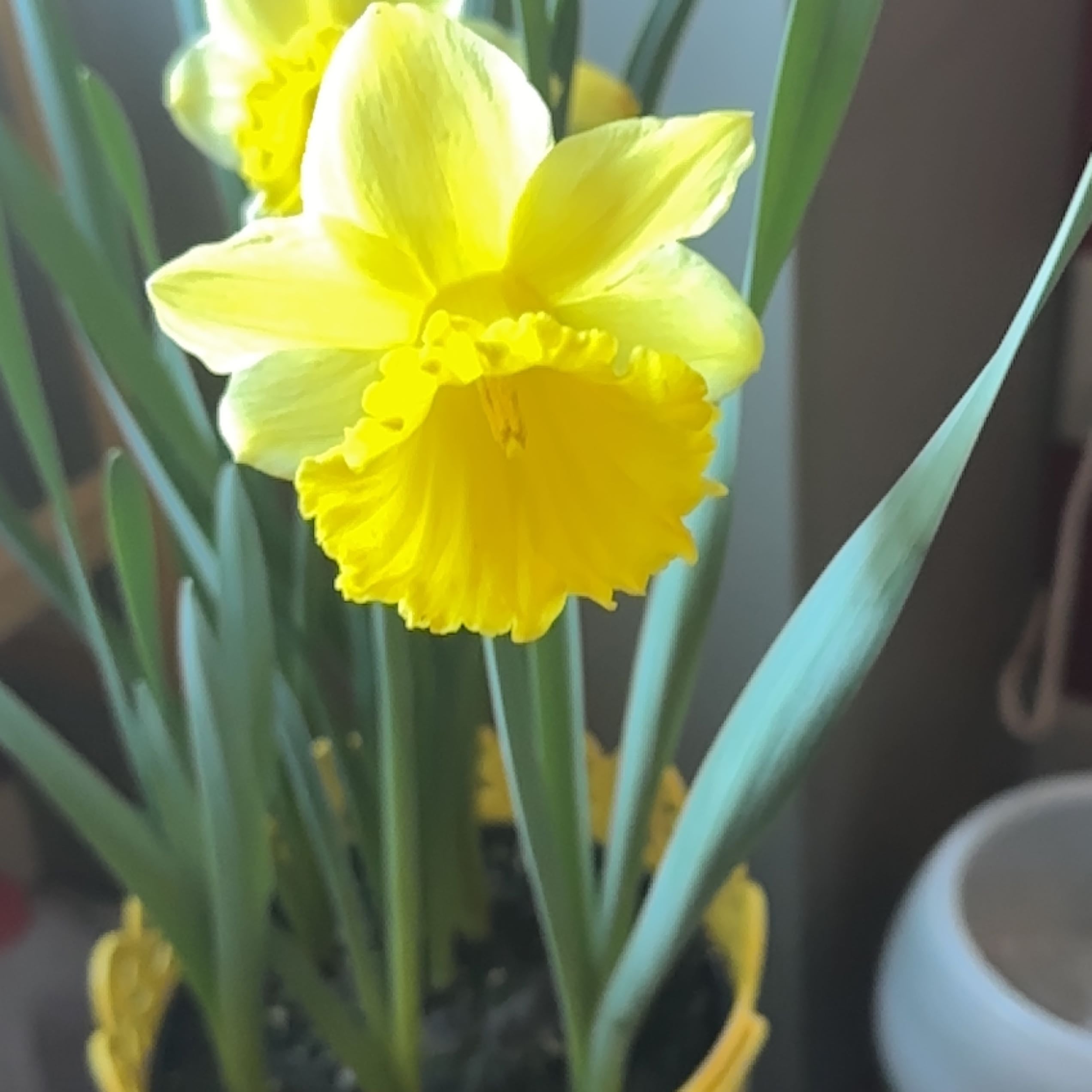 A healthy daffodil plant with vibrant yellow flowers in a pot.
