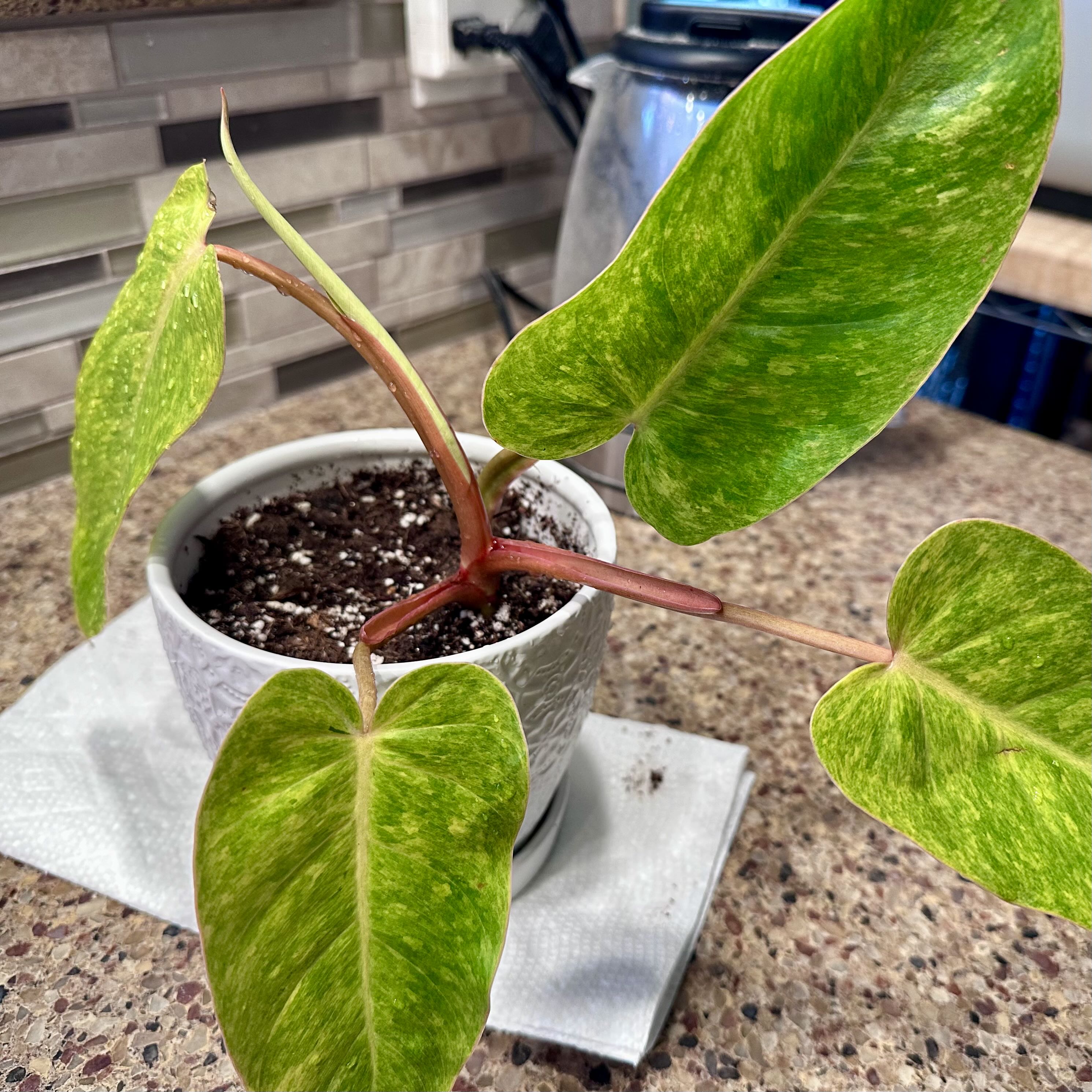 Philodendron 'Painted Lady' plant in a white pot with variegated leaves on a countertop.