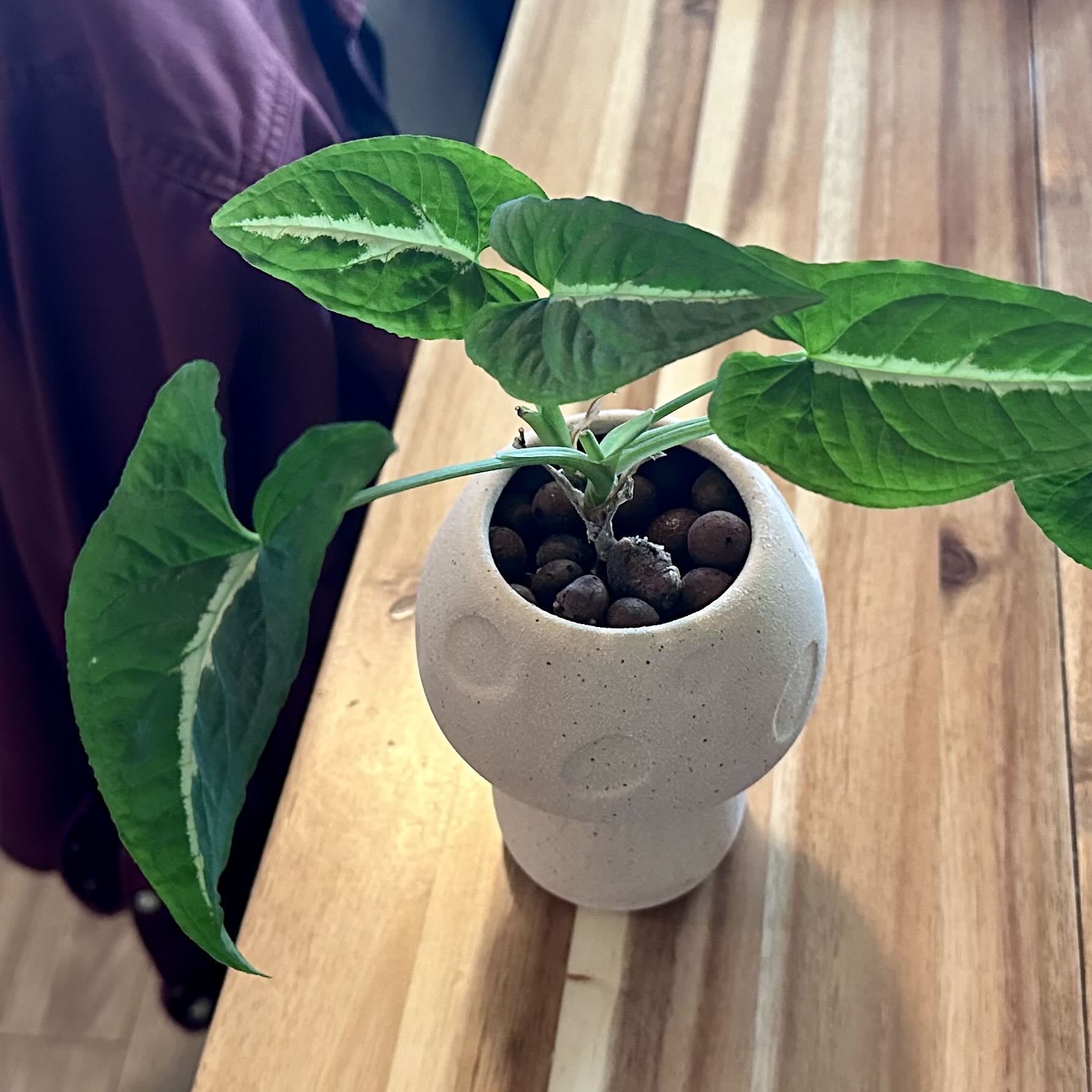 Syngonium wendlandii plant in a white pot on a wooden surface with vibrant green leaves.