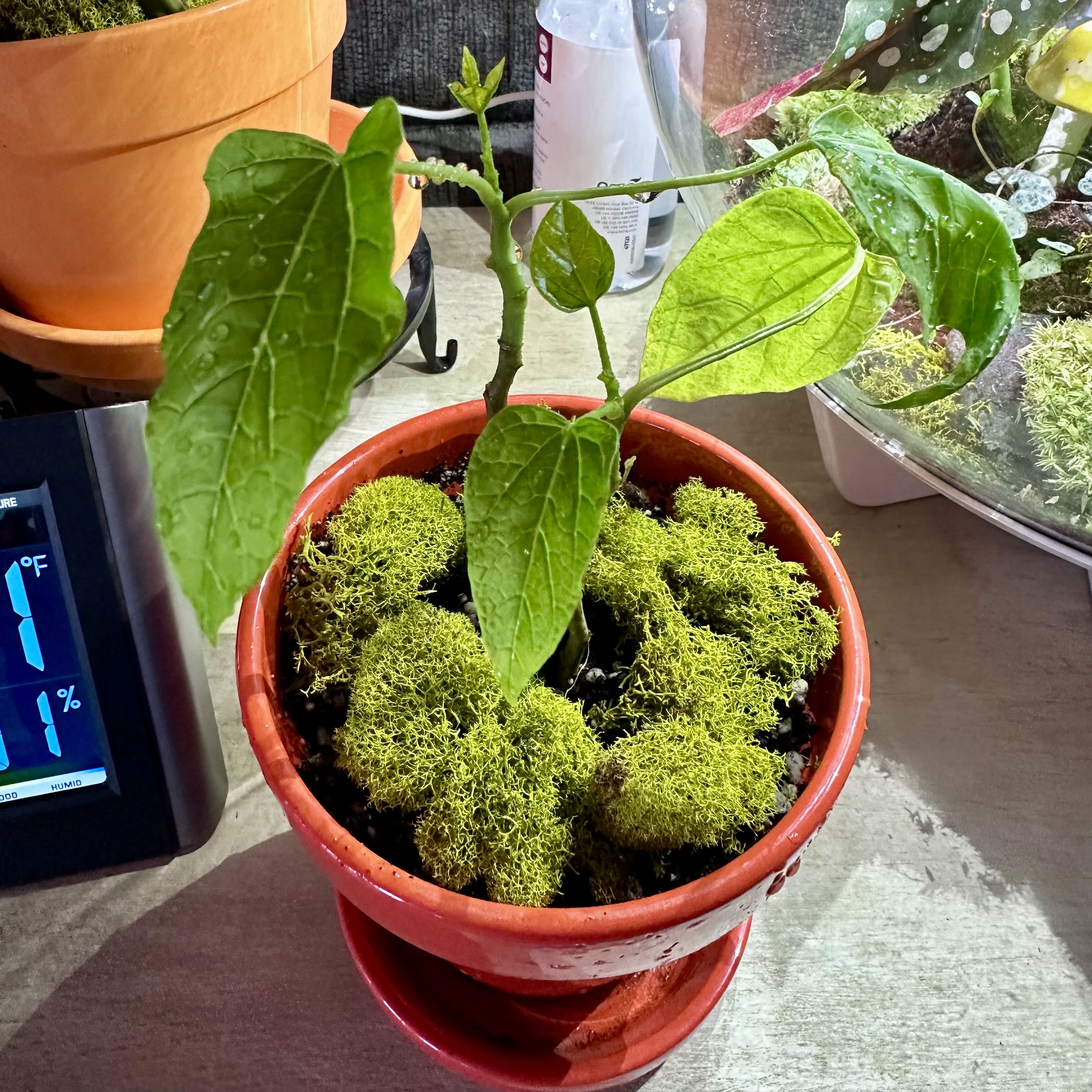 Plant care for Papaya on Greg, the plant care app