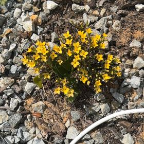 Photo of the plant species Bird's-Foot Trefoil by @TryKowhai64 named Rosa on Greg, the plant care app