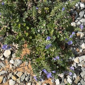 Photo of the plant species Pretty Jacob's-Ladder by @TryKowhai64 named Beckham on Greg, the plant care app