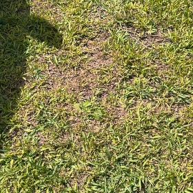 Photo of the plant species Kikuyugrass by @TryKowhai64 named Shakira on Greg, the plant care app