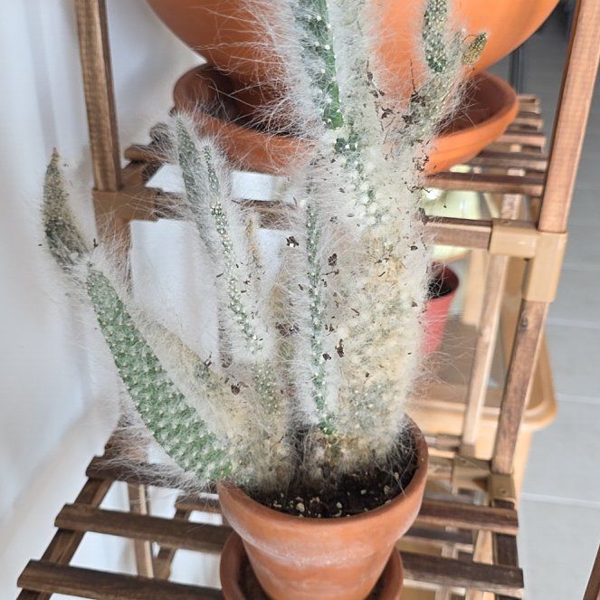 Photo of the plant species Snow Bear Prickly Pear by @IncisiveBeech named Pax on Greg, the plant care app