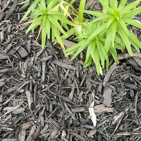 Photo of the plant species Easter Lily by @FreeEmoryoak34 named Peter Parker on Greg, the plant care app
