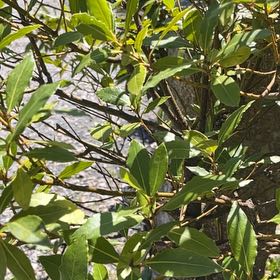 Photo of the plant species Bay Laurel by @ChiefLippia78 named Prince on Greg, the plant care app