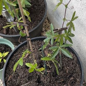 Photo of the plant species Bluecrown Passionflower by @ChiefLippia78 named Aria on Greg, the plant care app