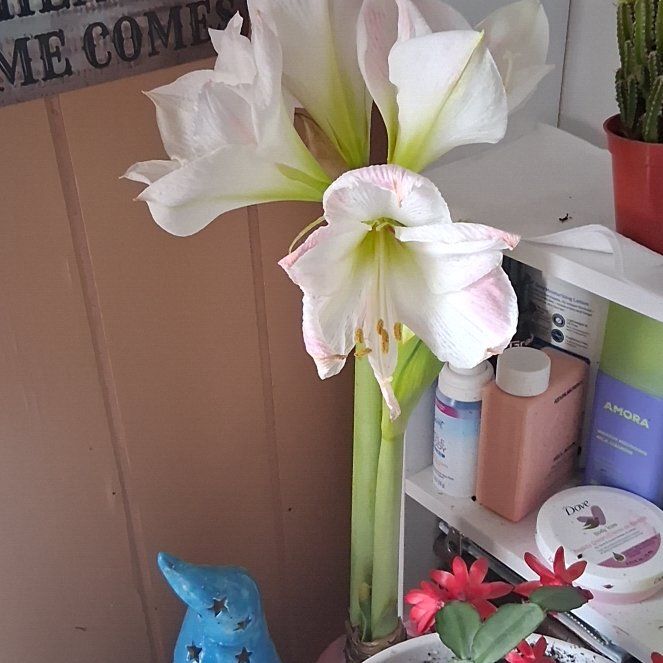 Photo of the plant species Amaryllis by @WarmRiberry58 named Gregarious on Greg, the plant care app