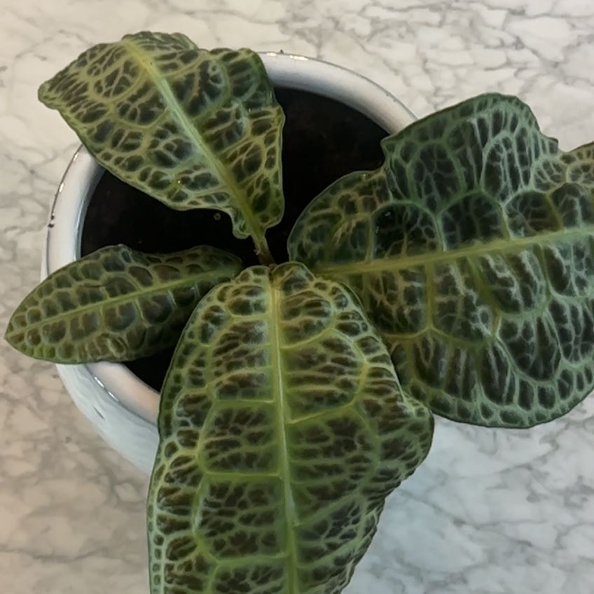 Photo of the plant species Downy Rattlesnake Plantain by @PrimaryRedfir13 named Darwin on Greg, the plant care app