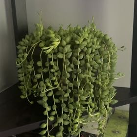Photo of the plant species String Of Raindrops by @TrueChards11 named Rain on Greg, the plant care app