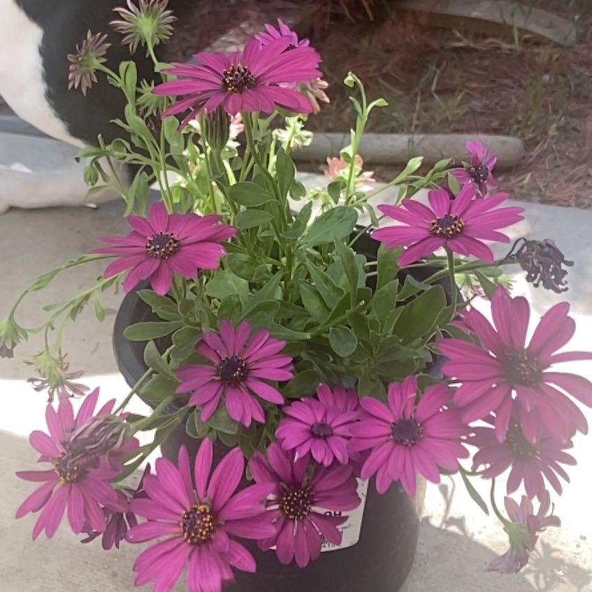 Photo of the plant species Marguerite Daisy by @ElectricGerbera named Figyonce on Greg, the plant care app