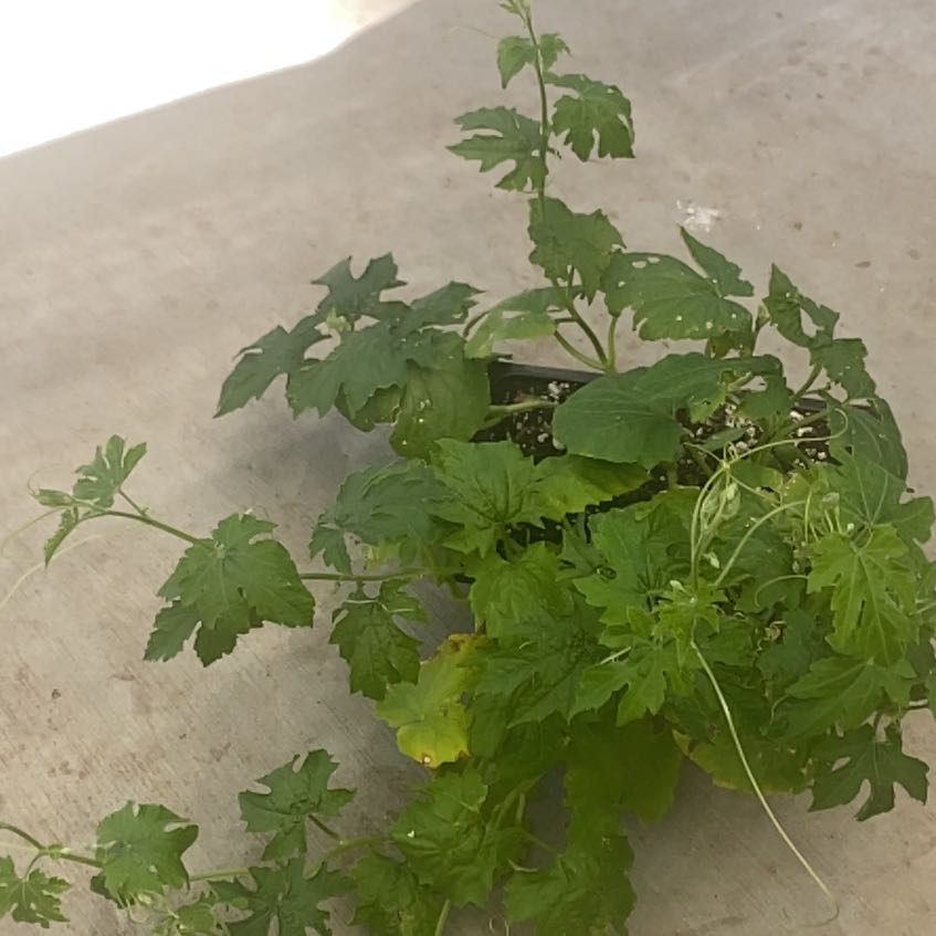Photo of the plant species Bitter Melon by @ElectricGerbera named Keanu Leaves on Greg, the plant care app
