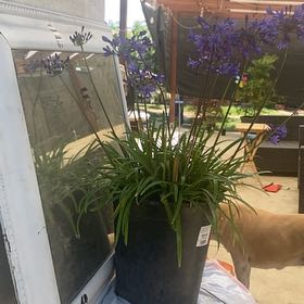Photo of the plant species Agapanthus 'Blue' by @ElectricGerbera named Bella on Greg, the plant care app