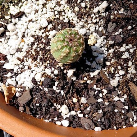 Photo of the plant species Comb Hedgehog Cactus by @RichlyCardoon40 named Prince on Greg, the plant care app