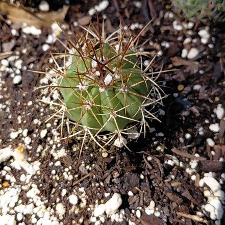 Photo of the plant species Eagle Claw by @RichlyCardoon40 named Marilyn on Greg, the plant care app