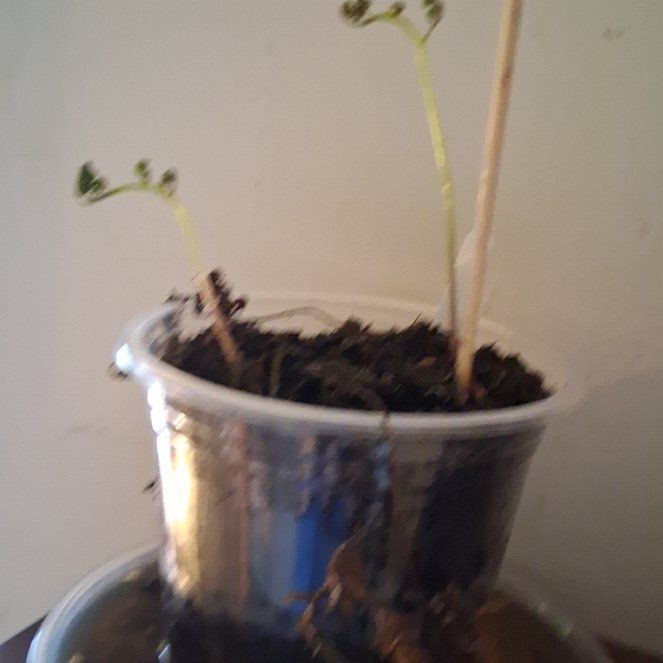 Photo of the plant species Japanese Painted Fern by @BetterSkimmia95 named My babies on Greg, the plant care app