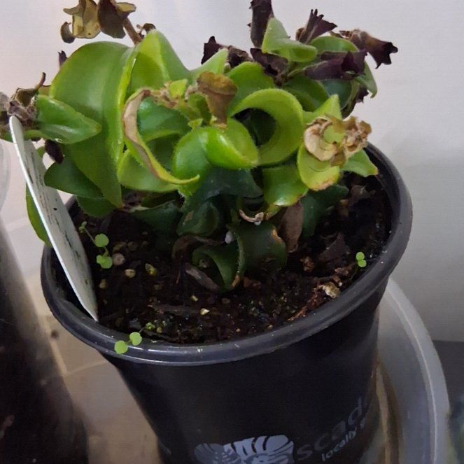 Photo of the plant species Curly Lipstick Plant by @BetterSkimmia95 named Harmony on Greg, the plant care app